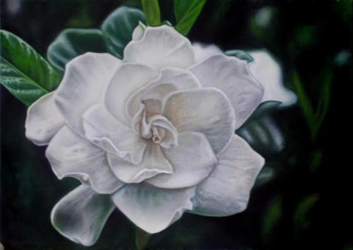 Gardenia.