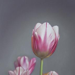 Tulips III.